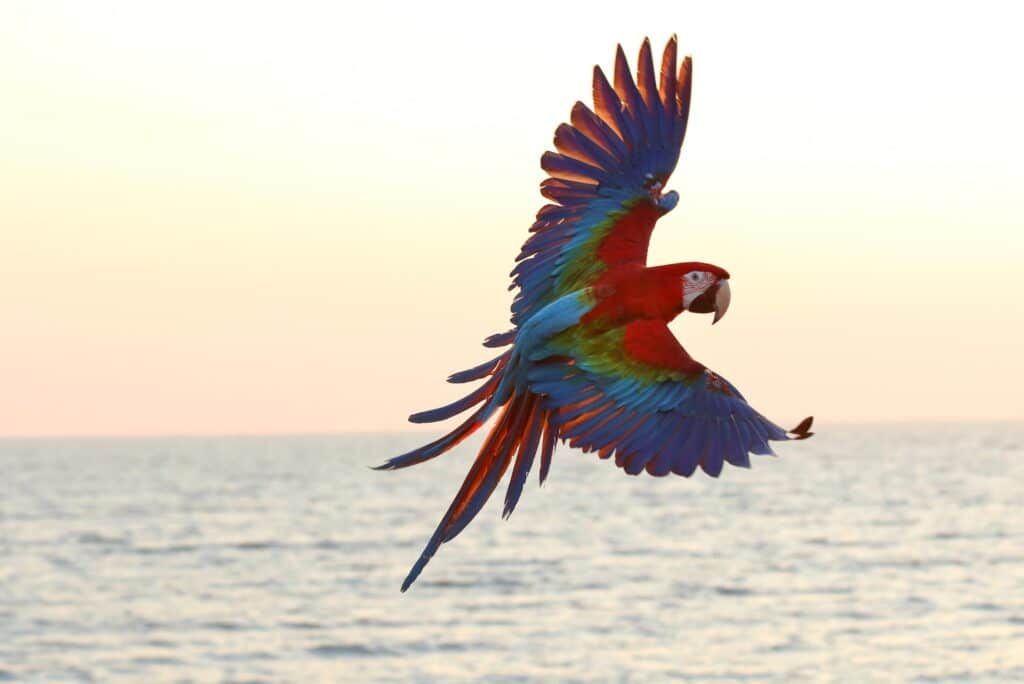 Macaw, parrot, Scarlet macaw, parrot flying