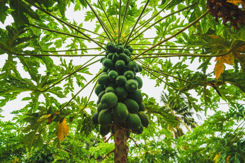 Papaya plant tree loaded with fruit